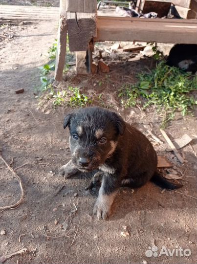 Отдам щенков в добрые руки бесплатно