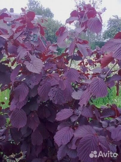 Краснолистный фундук