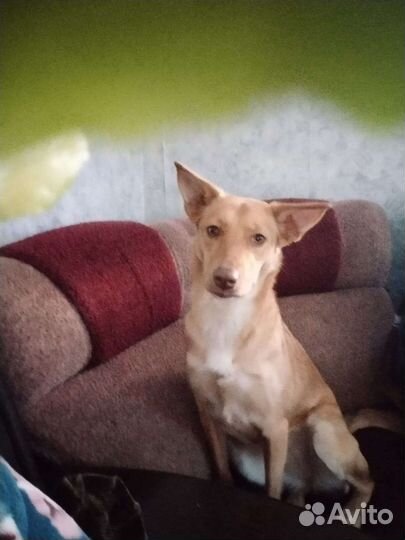 Стерилизованная небольшая собачка ищет дом