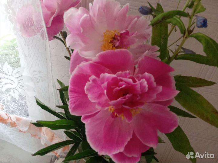 Ромашка и белый жемчуг срезка