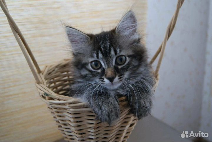 Котенок мальчик бесплатно