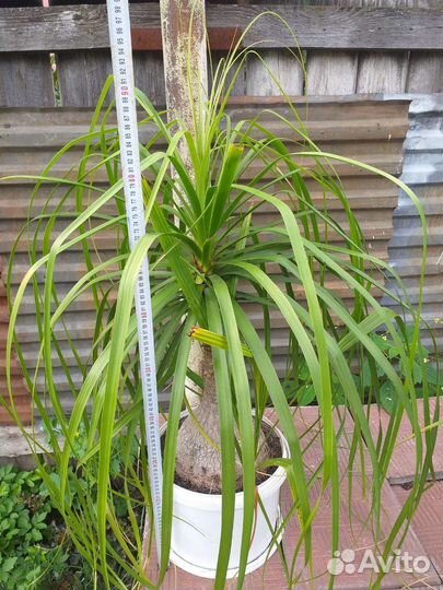 Нолина пальма большая очень торг