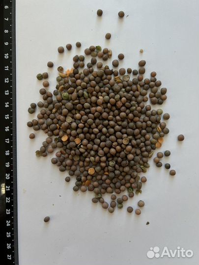 Семена Вики яровой, цена за кг