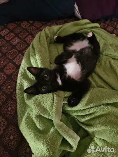 Котенок Черныш