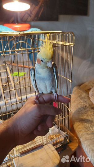 Попугай Корелла мальчик