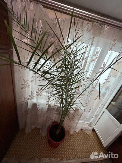 Финиковая пальма