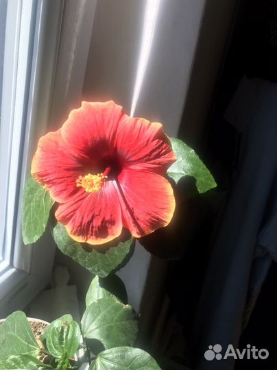 Продаю срез Гибискуса