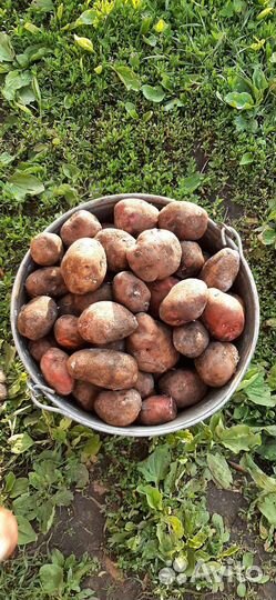 Картофель крупный