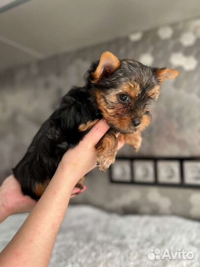 Мальчики Йоркширский терьер