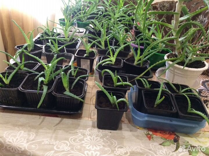 Алоэ (столетник) лекарственный