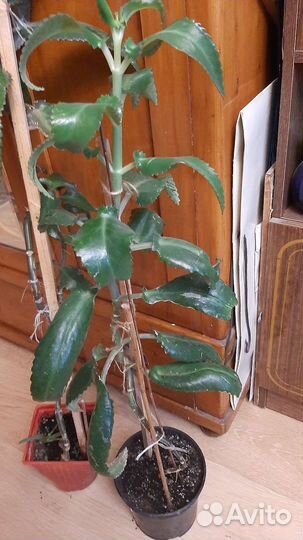 Каланхоэ взрослый