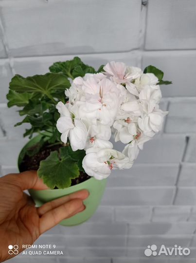 Продам пеларгонию