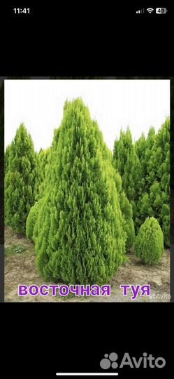 Туя Книжка Туя Пирамидальная 50-80см