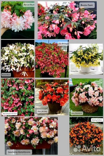 Бегонии после 18.09