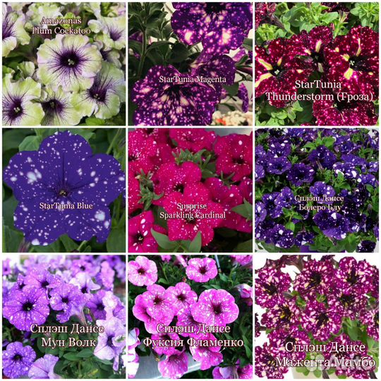 Черенки петунии