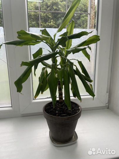 Пальмы Драцены