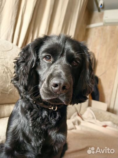 Русский охотничий спаниель вязка