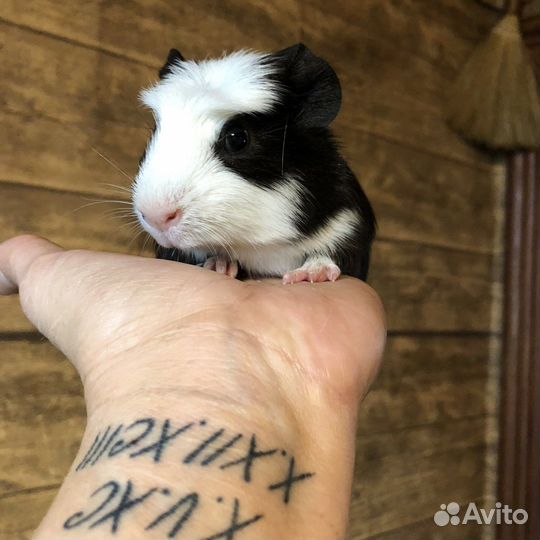 Морские свинки. 2 мес. Мальчики