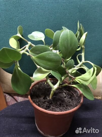 Филодендрон