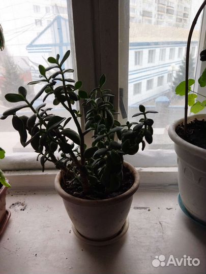 Толстянка второй горшок