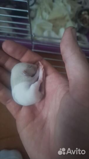 Крысята дамбо