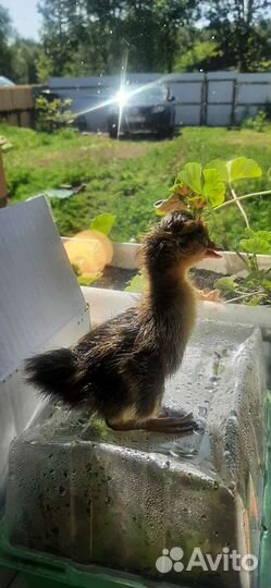 Башкирские утята (чистопородные)