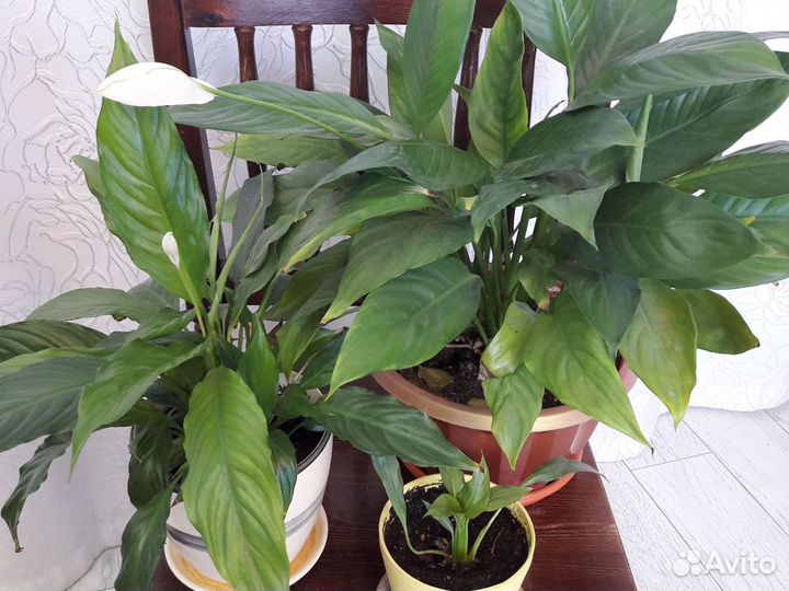 Цветы комнатные разные