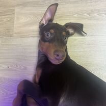 Доберман, щенок