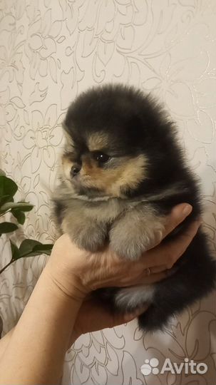 Померанский шпиц мини