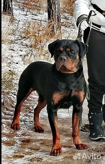 Ротвейлер (вязка)