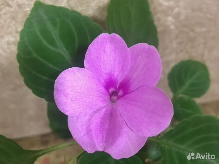 Бальзамин Супер Элфин F1 Виолет Старберст