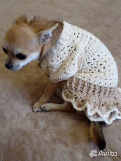 Вязание на заказ для Чехуахуа