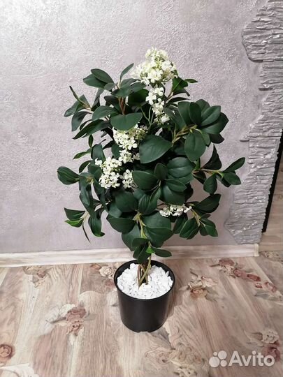 Фикус бенджамина манго макломе орхидея