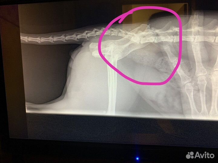 Бенгальский кот взрослый в наказание (не в дар)