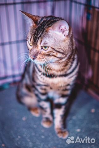 Бенгальский кот в дар