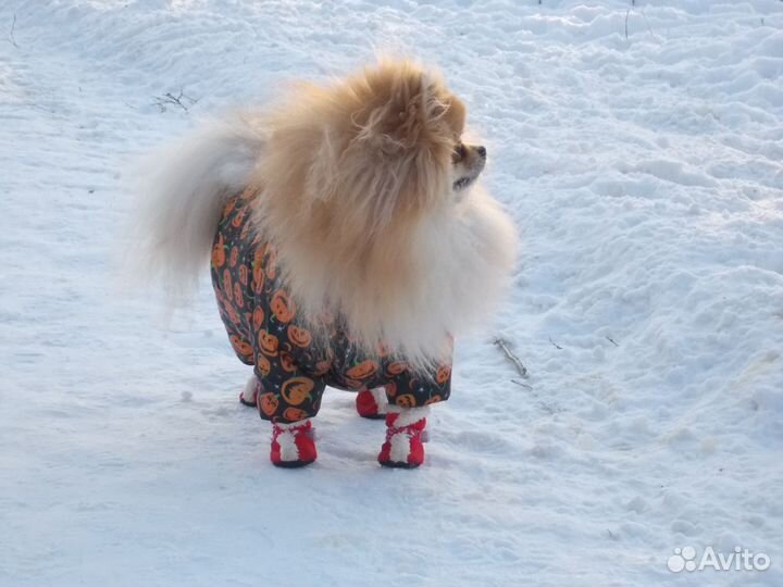 Зимние сапоги, ботинки для собак