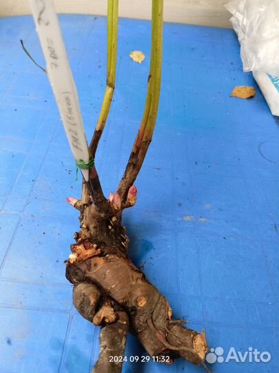 Пион Фестива Максима (Festiva Maxima)