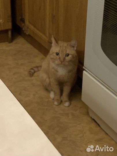Кошка в дар бесплатно