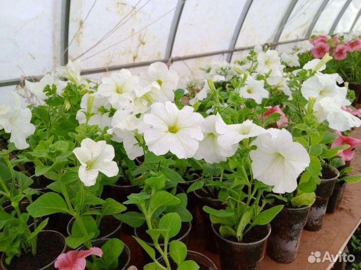 Рассада цветов и овощей