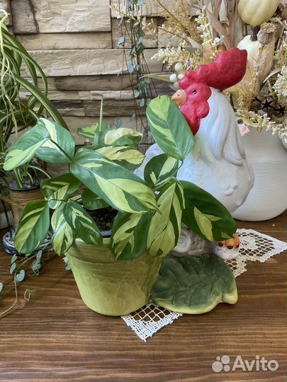 Керамическое кашпо в ассортименте