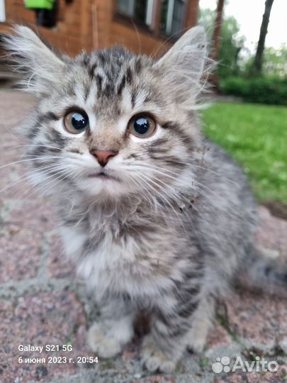 Котенок Пупсик ищет котородителей