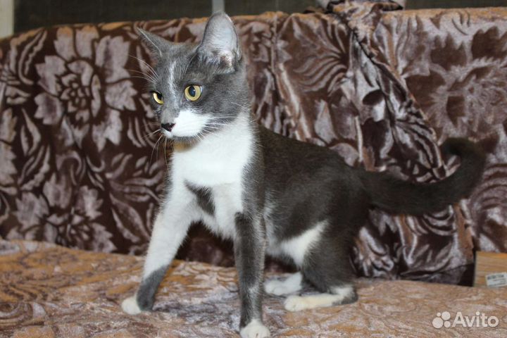 Самая нежная кошечка в мире