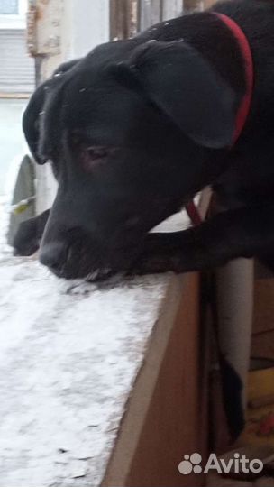 Метис лабрадора