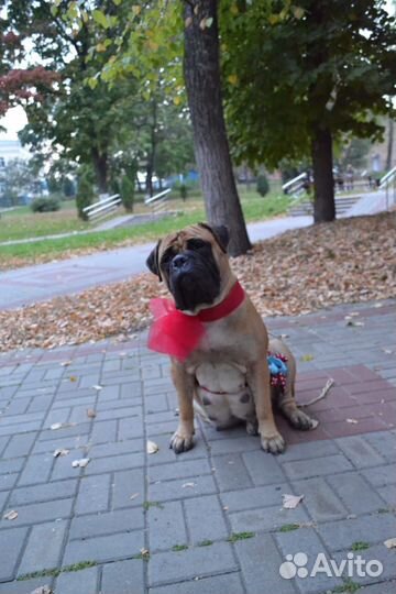 Бульмастиф