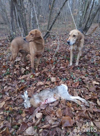 Щенки русской гончей