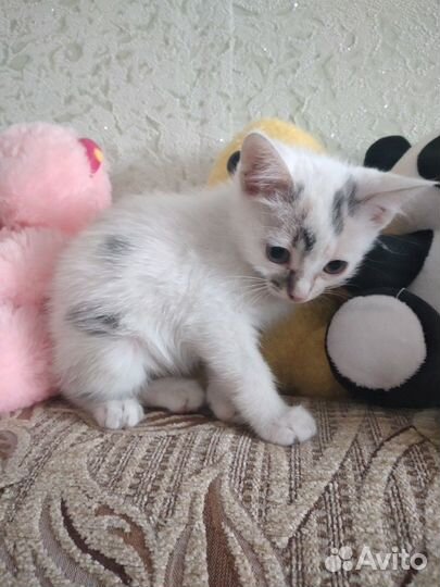 Кошка в дар бесплатно