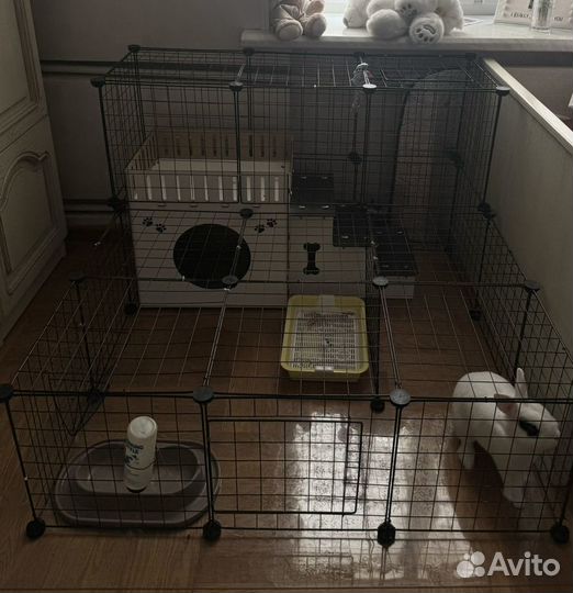 Декоративные кролики