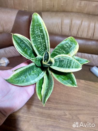 Сансевиерия (мини) Ханни Маргината