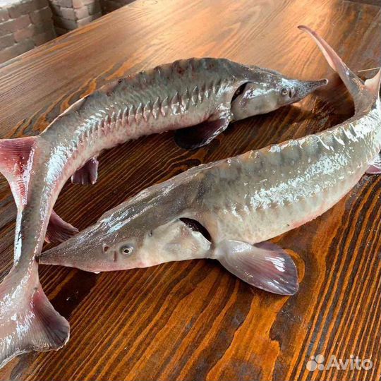 Икра аквакультуры Свежая рыба