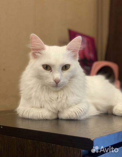 Турецкая ангора